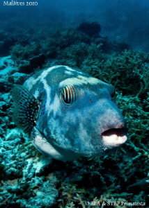 Pufferfish. Canon G10. by Bea & Stef Primatesta 